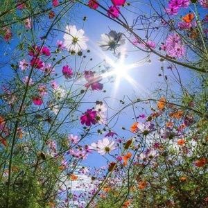 Meet your Posher, Colene